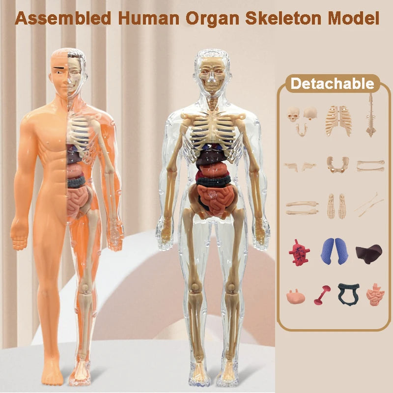 3D Human Body Model for Kid Education