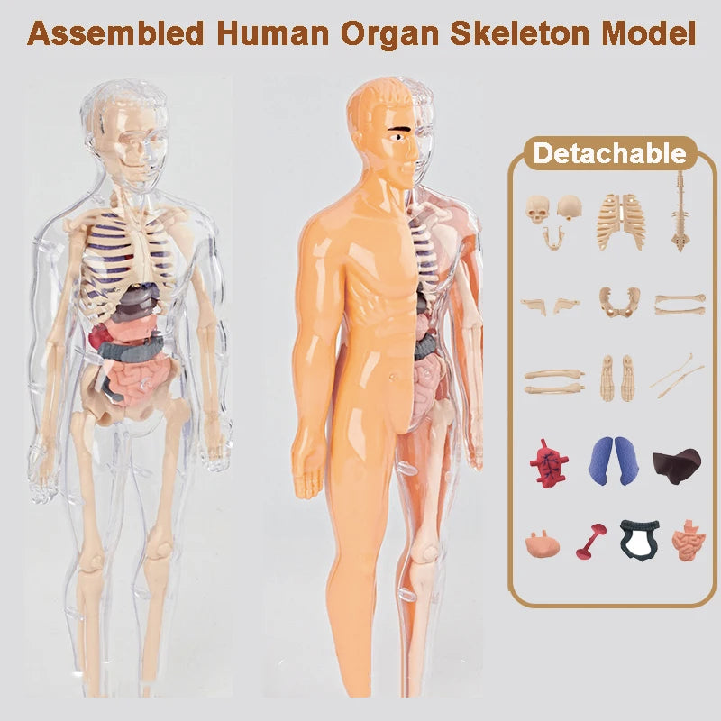 3D Human Body Model for Kid Education