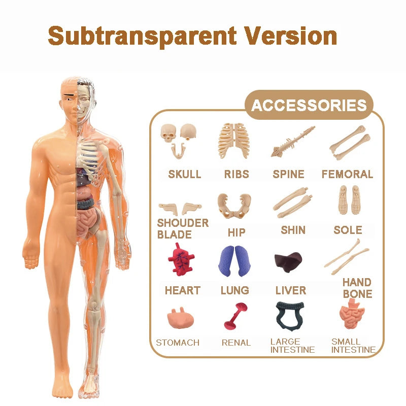 3D Human Body Model for Kid Education